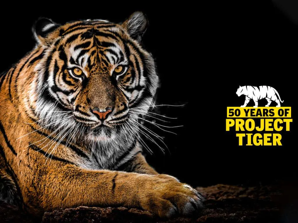 50 years of Project Tiger: Population of Tiger grows to 3,167 in 2022